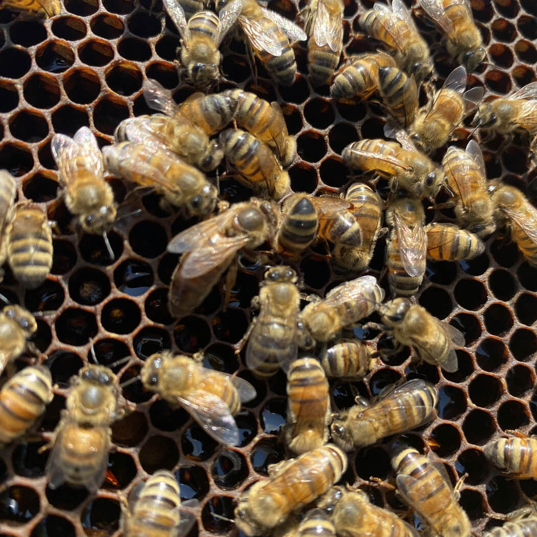 local honey unionville tn