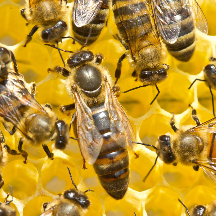 Queen Bee and bees Queen bee lays eggs in the honeycomb